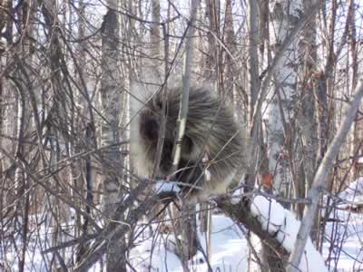 Damage casued by a porcupine. They are very good climbers!